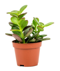 flower Crassula on a white
