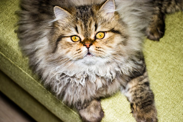 Naklejka na ściany i meble Playful long-haired kitten Persian chinchilla gray color. Home pet. Naughty cat.