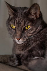 Close up portrait of grey pet tabby cat face. Details in eyes, nose, whiskers and face. Calm and relaxed. background blurred