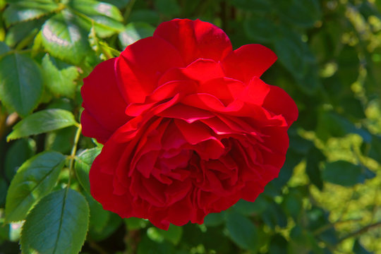 A beautifull red rose in a garden