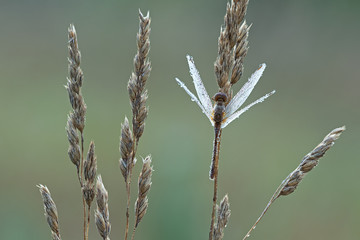 Dew covered dragonfly perched on grass seed heads on a cold summer morning