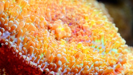 Sea anemones  in marine aquarium