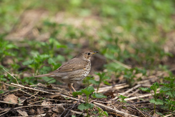 The song thrush (Turdus philomelos) is a thrush that breeds across much of Eurasia. Song thrush walking on brown ground with grass and a green background.
