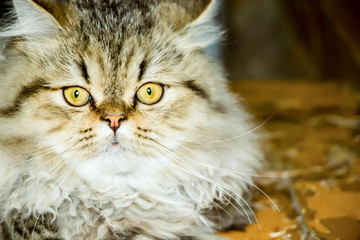 Playful long-haired kitten Persian chinchilla gray color. Home pet. Naughty cat.