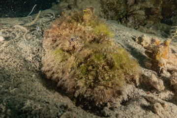 Fish swim in the Red Sea, colorful fish, Eilat Israel