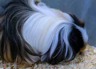 Close-up of guinea pig with long white, black and brown fur.