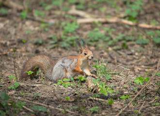Naklejka na ściany i meble The red squirrel or Eurasian red squirrel (Sciurus vulgaris) is a species of tree squirrel in the genus Sciurus common throughout Eurasia. Red Squirrel (Sciurus vulgaris)