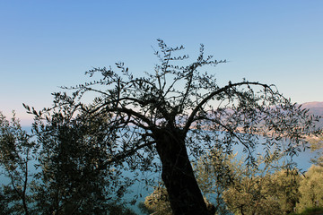 Sagoma di albero di olivo con sfondo mare e cielo