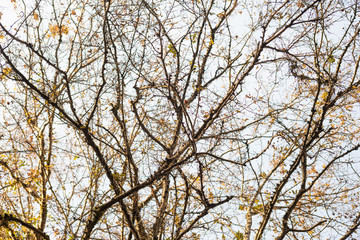 Obraz premium Overgrown branches of a big tree carpinus orientalis