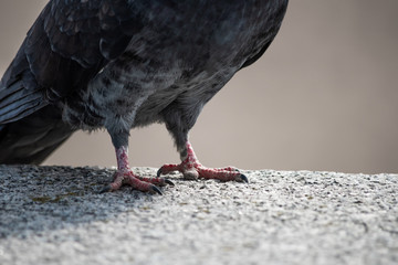 Feet of pigeon is close