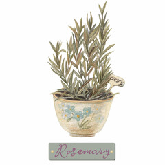 Rosemary herbs and spices watercolor illustration. Rosemary Branchon isolated background. Rosemary color pencils.