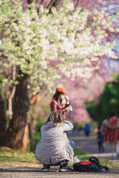 beautiful young woman holding travel camera on cherry blossom blur background	