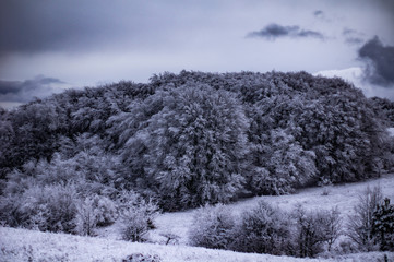 natural landscape, snowy trees, cold winter.
