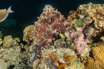 Fototapeta na wymiar Octopus king of camouflage in the Red Sea, eilat israel 