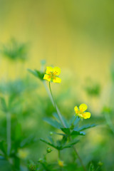 Tormentil, Potentilla erecta, this plant is used in herbal medicine - obrazy, fototapety, plakaty