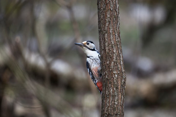 The white-backed woodpecker (Dendrocopos leucotos) is a Eurasian woodpecker belonging to the genus Dendrocopos. 