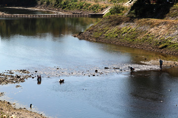 Villagers catching fish in the river behind the dam.The river behind the dam has villagers are catching fish.