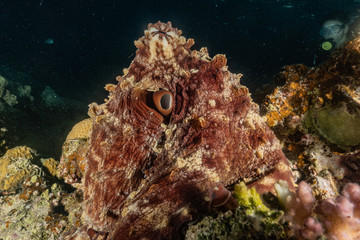 Octopus king of camouflage in the Red Sea, eilat israel 