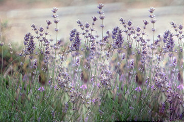 Beautiful detail of scented lavender flowers field perfect Radiant Orchid color.