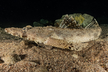 Fish swim in the Red Sea, colorful fish, Eilat Israel