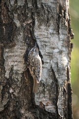 Fototapeta premium The Eurasian treecreeper or common treecreeper (Certhia familiaris) in the natural environment. Сommon treecreeper (Certhia familiaris) perching on pine trunk with blurred background. 