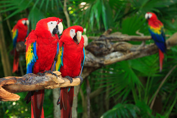 Scarlet Macaw parrots in the Riviera Maya Jungle, Mexico