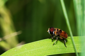 Blow fly, carrion fly, bluebottles or cluster fly on a brown grass flower