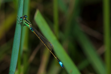 Image of dragonfly perched on the grass top in the nature.