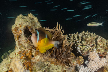 Fish swim in the Red Sea, colorful fish, Eilat Israel