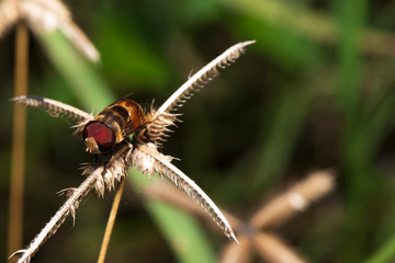 Blow fly, carrion fly, bluebottles or cluster fly on a brown grass flower