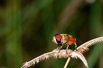 Blow fly, carrion fly, bluebottles or cluster fly on a brown grass flower