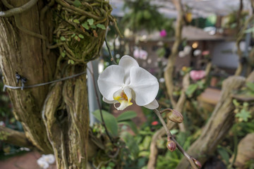 Phalaenopsis orchid in the garden