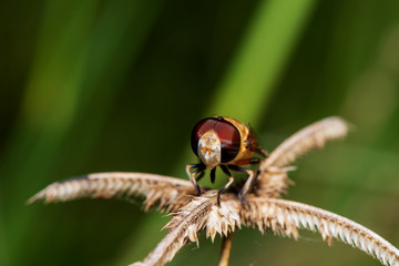 Blow fly, carrion fly, bluebottles or cluster fly on a brown grass flower