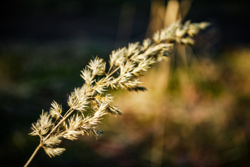 Kłos trawy - 2 © Wiktor