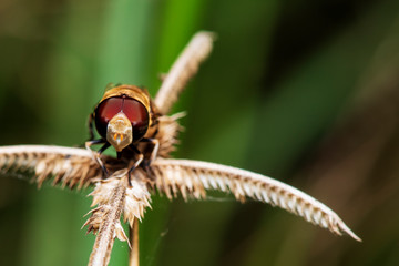 Blow fly, carrion fly, bluebottles or cluster fly on a brown grass flower