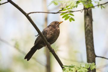 The common blackbird (Turdus merula) is a species of true thrush. Common blackbird (Turdus merula) perched on a tree branch