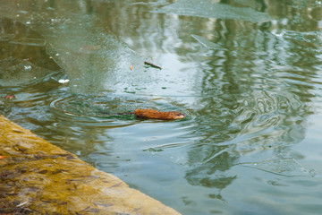 An otter swimming in a winter pond. The animal in the green water. Natural background