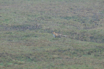 wild red fox walking on the snow in winter looking for food