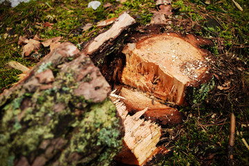 Pień wyciętego drzewa 1