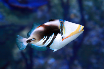 Picasso triggerfish (Rhinecanthus aculeatus) marine fish