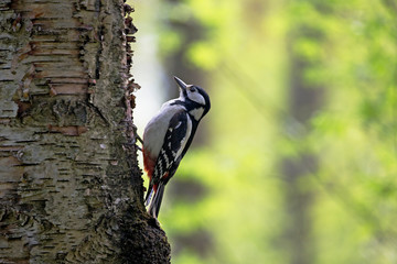 Female Great spotted woodpecker (Dendrocopos major) on tree in natural environment