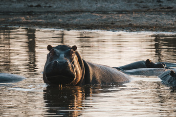 Hippo in a Pool, Evening Light, Partially Submerged © Dietmar