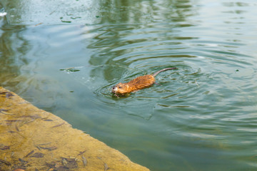 An otter swimming in a winter pond. The animal in the green water. Natural background