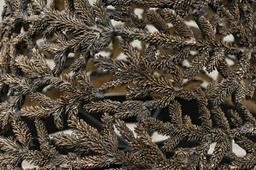 Wrought iron. Metal fence in form of branches 