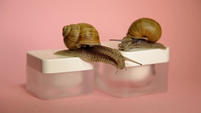 Two snails crawling in a jar of cream. Snail Slime Cream
