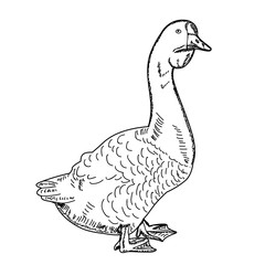vector, isolated, sketch pet goose, contour