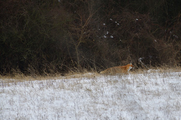 red fox wildlife hunting on the snowy meadow for feed