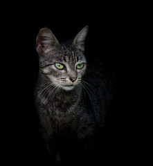 cat portrait with green eyes on a black background