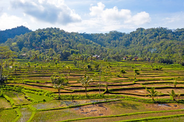 Fototapeta na wymiar Aerial from rice fields in Sidemen on Bali Indonesia