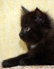 fluffy black siberian kitten